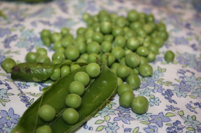 pods and peas 022