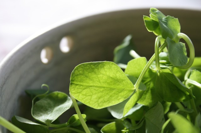 Salmon, fennel and parsley with coconut milk 011