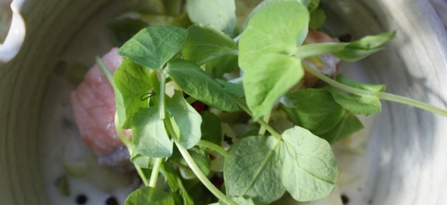 Salmon, fennel and parsley with coconut milk 031