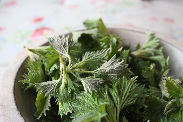 nettles 003